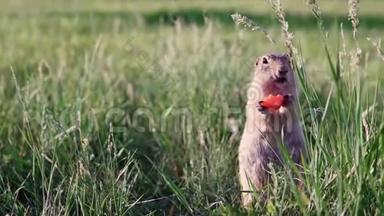 肥鼠或地鼠坐在草地上啃食或吃胡萝卜。